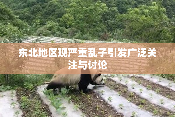 东北地区现严重乱子引发广泛关注与讨论