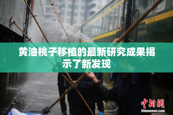 黄油桃子移植的最新研究成果揭示了新发现