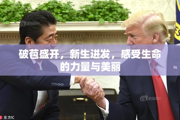 破苞盛开，新生迸发，感受生命的力量与美丽