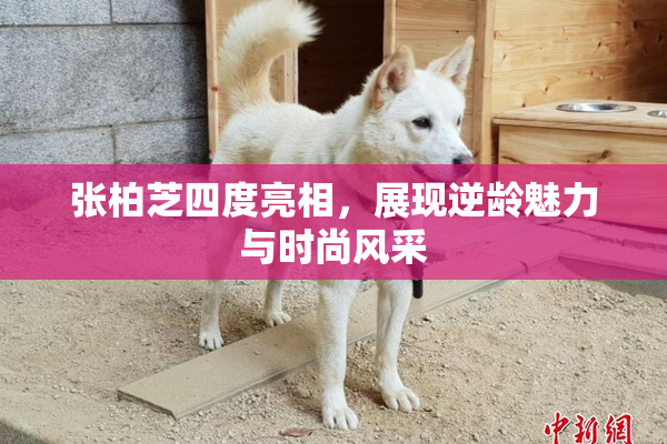张柏芝四度亮相，展现逆龄魅力与时尚风采