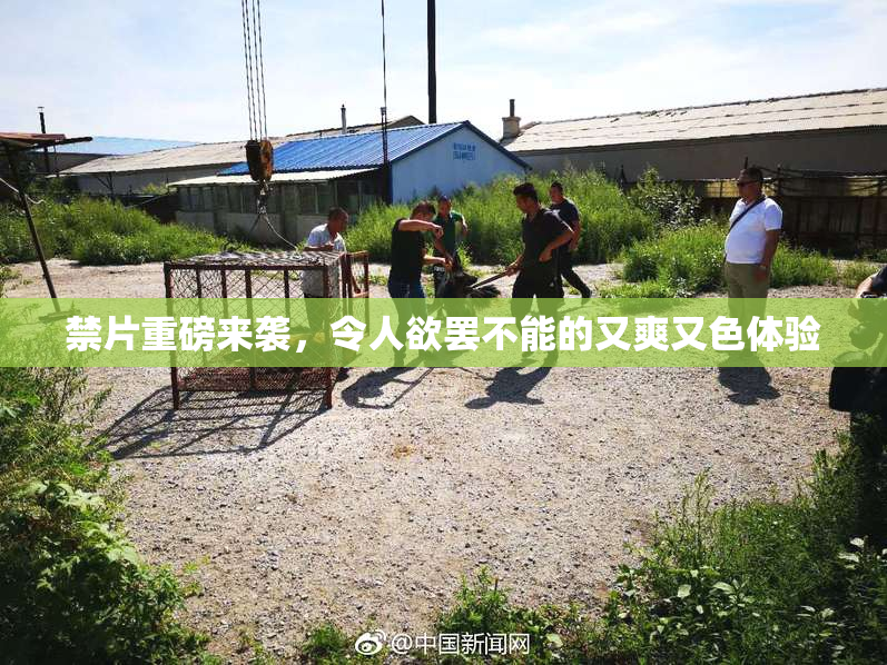 禁片重磅来袭，令人欲罢不能的又爽又色体验