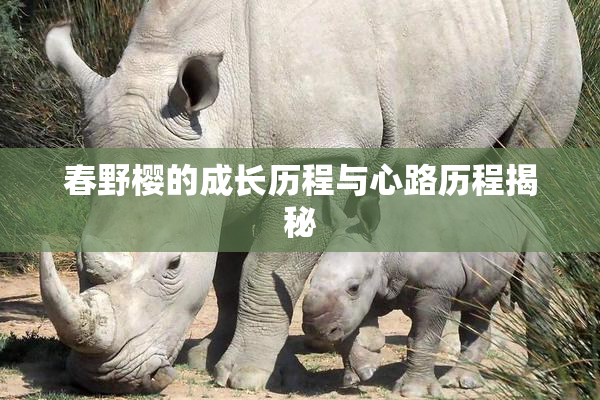 春野樱的成长历程与心路历程揭秘