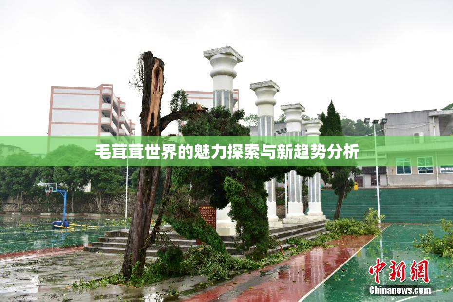 毛茸茸世界的魅力探索与新趋势分析