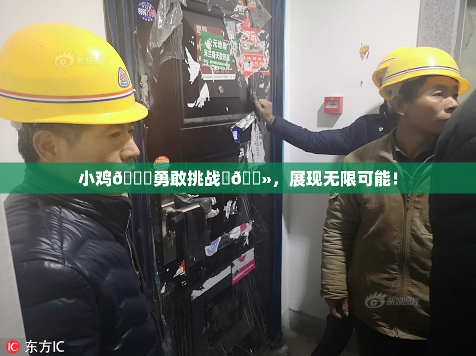 小鸡🐔勇敢挑战‌🐻，展现无限可能！