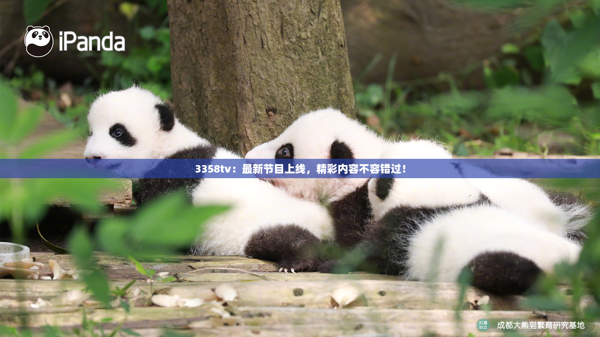 3358tv：最新节目上线，精彩内容不容错过！