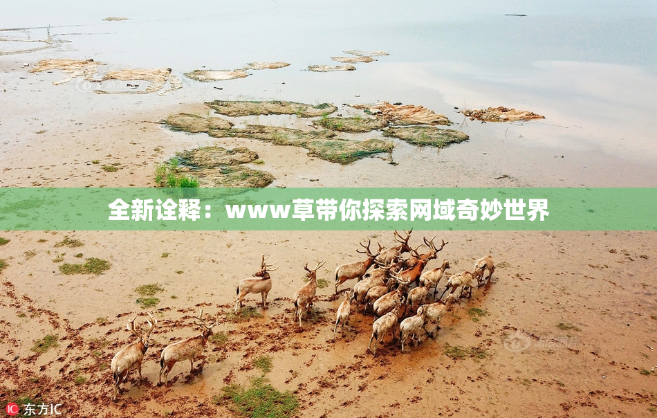 全新诠释：www草带你探索网域奇妙世界