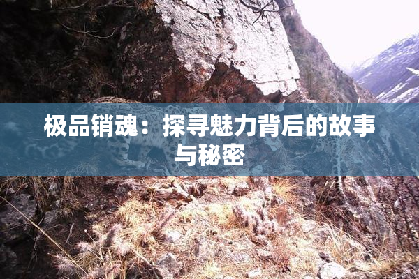 极品销魂：探寻魅力背后的故事与秘密