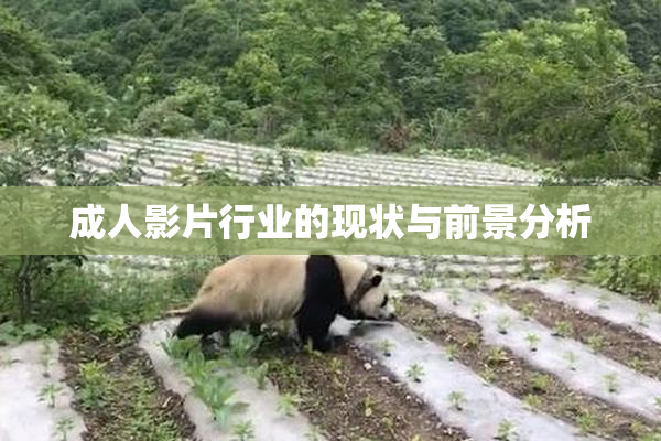 成人影片行业的现状与前景分析