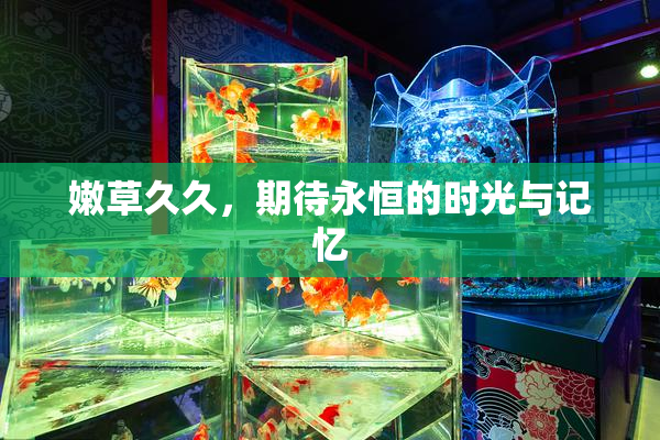 嫩草久久，期待永恒的时光与记忆