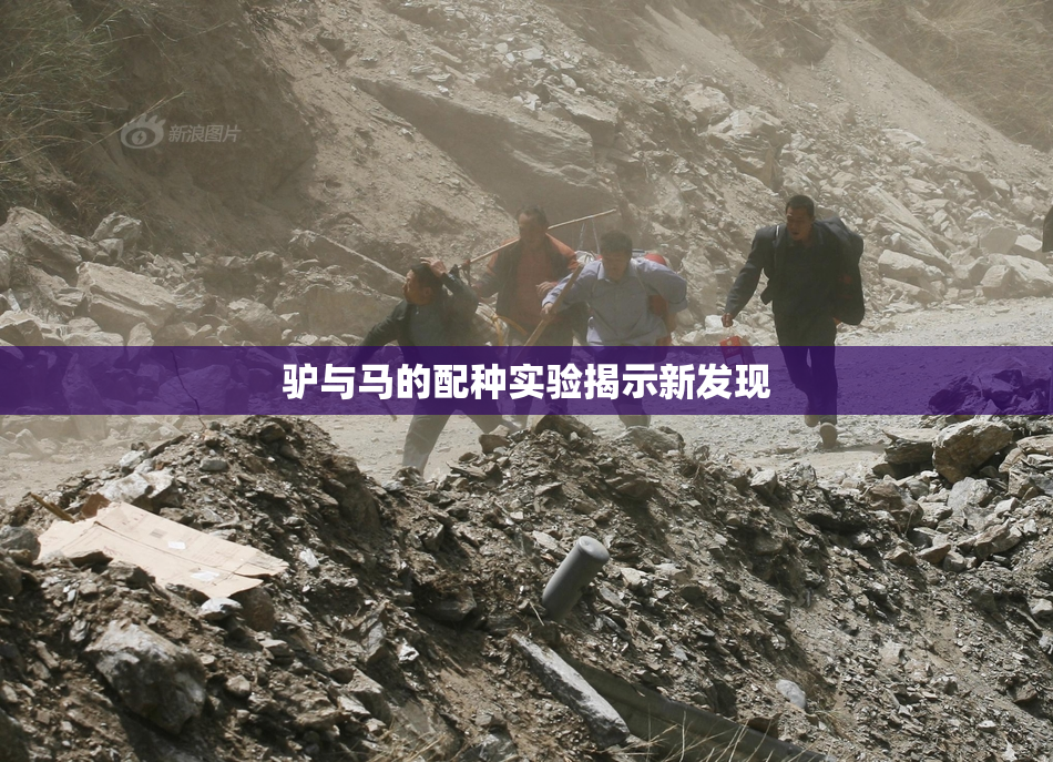 驴与马的配种实验揭示新发现