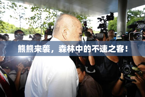熊熊来袭，森林中的不速之客！
