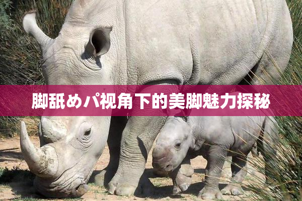 脚舐めパ视角下的美脚魅力探秘