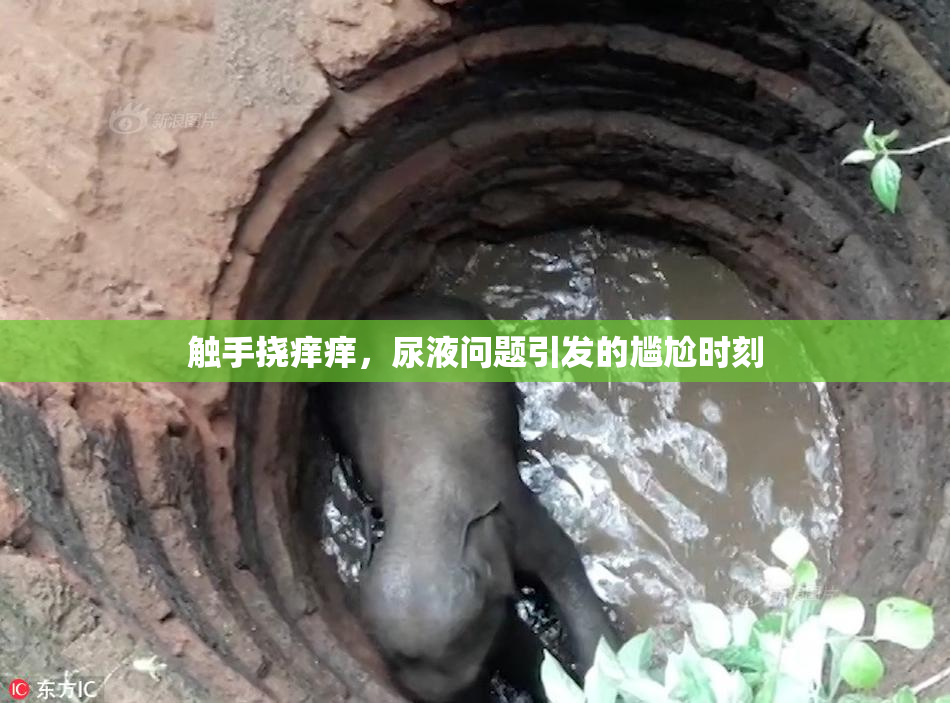 触手挠痒痒，尿液问题引发的尴尬时刻