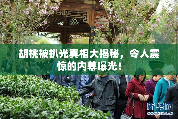 胡桃被扒光真相大揭秘，令人震惊的内幕曝光！