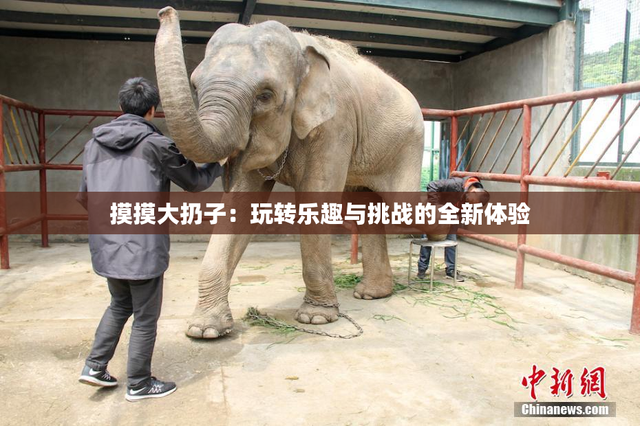 摸摸大扔子：玩转乐趣与挑战的全新体验