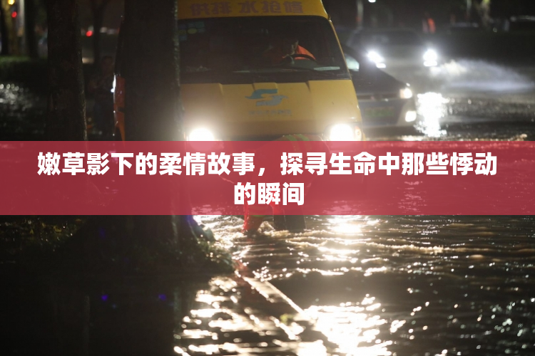 嫩草影下的柔情故事，探寻生命中那些悸动的瞬间