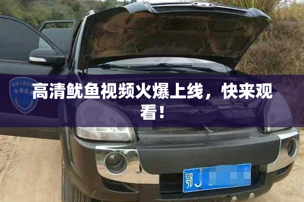 高清鱿鱼视频火爆上线，快来观看！