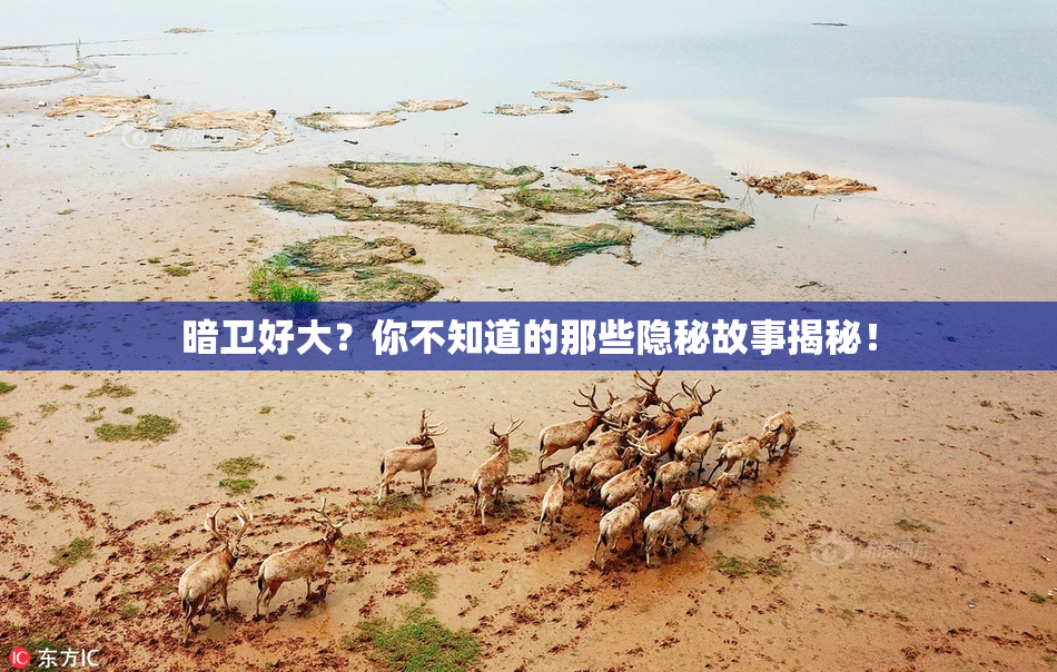 暗卫好大？你不知道的那些隐秘故事揭秘！