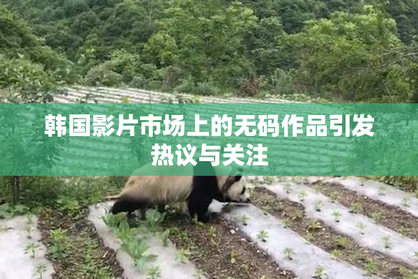 韩国影片市场上的无码作品引发热议与关注
