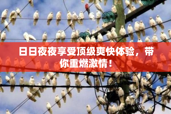 日日夜夜享受顶级爽快体验，带你重燃激情！