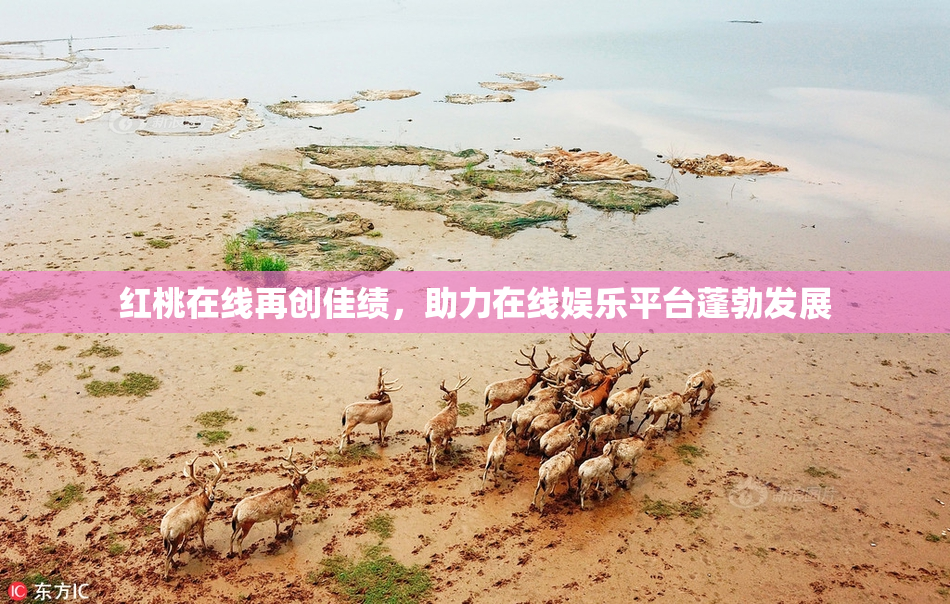 红桃在线再创佳绩，助力在线娱乐平台蓬勃发展