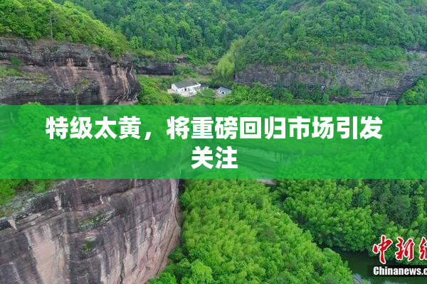 特级太黄，将重磅回归市场引发关注