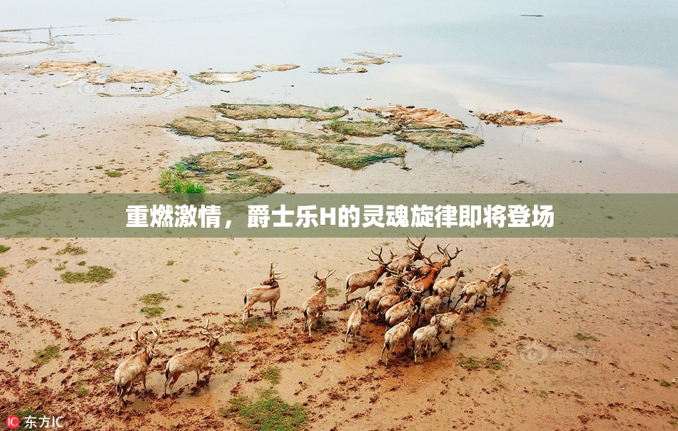 重燃激情，爵士乐H的灵魂旋律即将登场