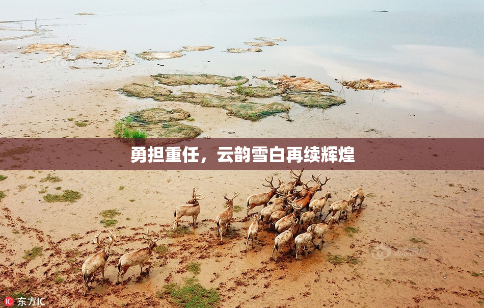 勇担重任，云韵雪白再续辉煌