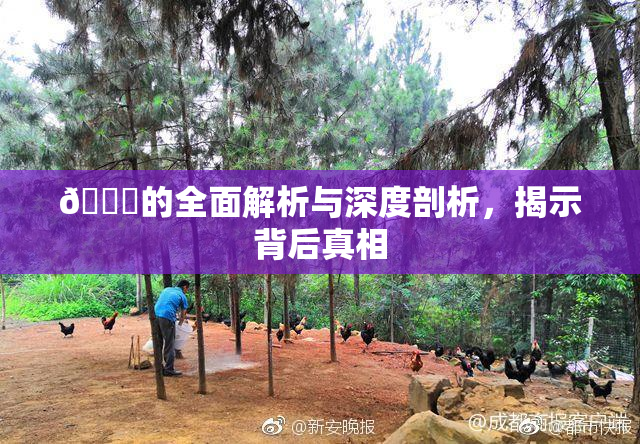 🈚的全面解析与深度剖析，揭示背后真相