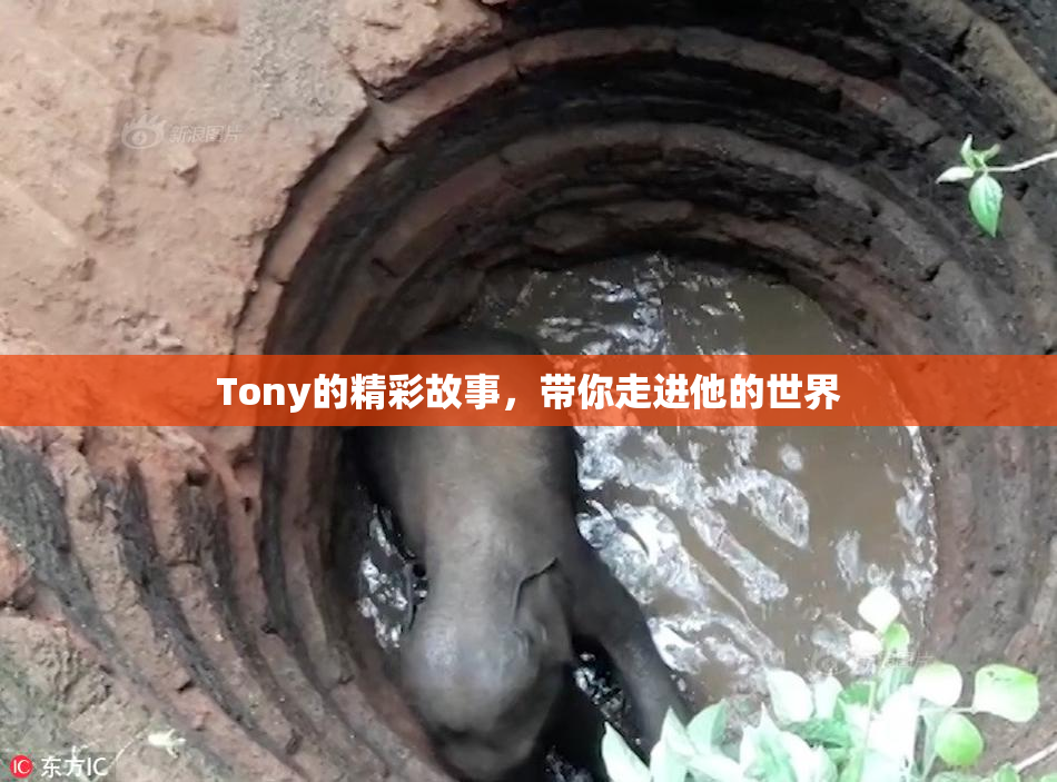 Tony的精彩故事，带你走进他的世界