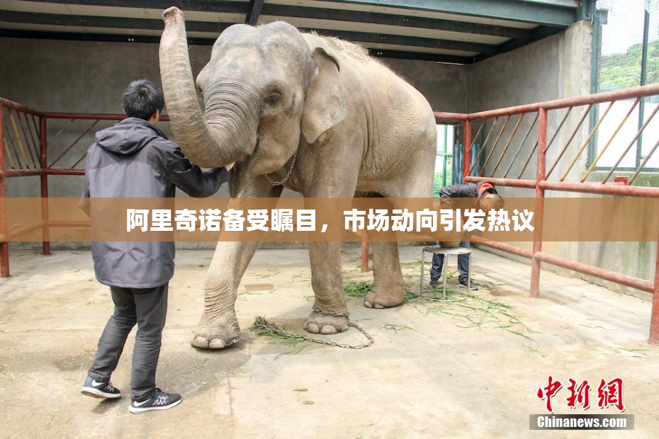 阿里奇诺备受瞩目，市场动向引发热议
