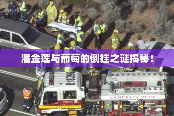 潘金莲与葡萄的倒挂之谜揭秘！