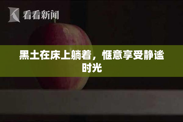 黑土在床上躺着，惬意享受静谧时光