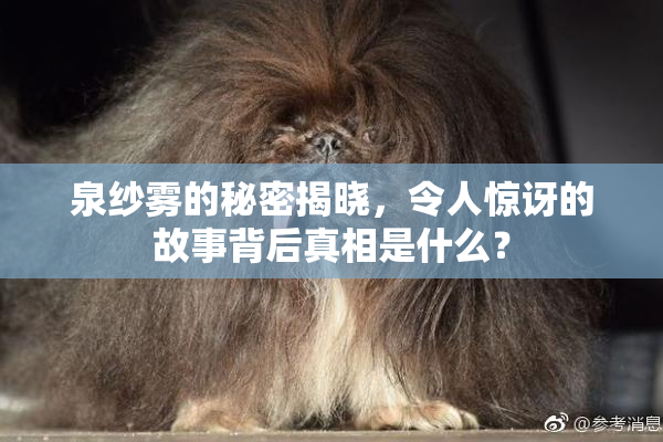 泉纱雾的秘密揭晓，令人惊讶的故事背后真相是什么？