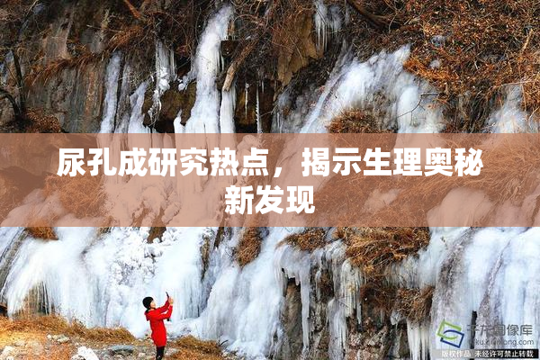 尿孔成研究热点，揭示生理奥秘新发现
