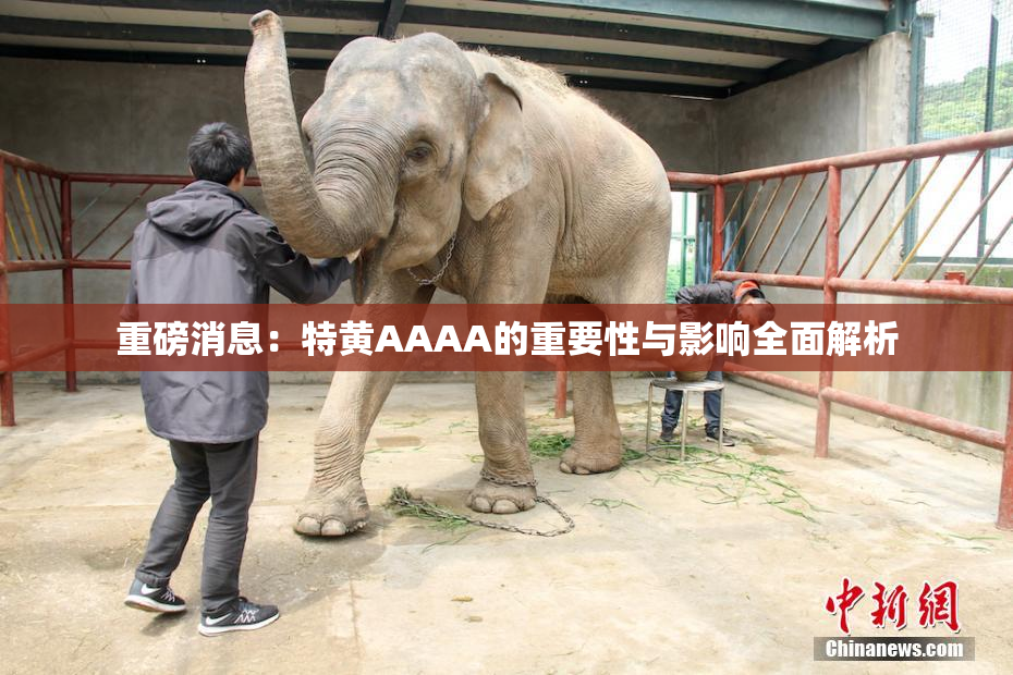 重磅消息：特黄AAAA的重要性与影响全面解析