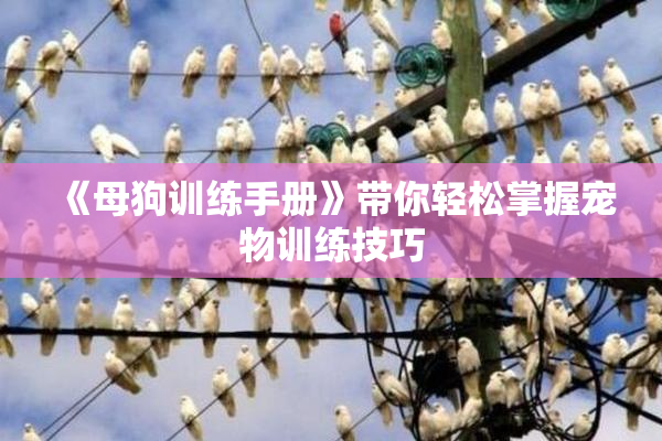 《母狗训练手册》带你轻松掌握宠物训练技巧