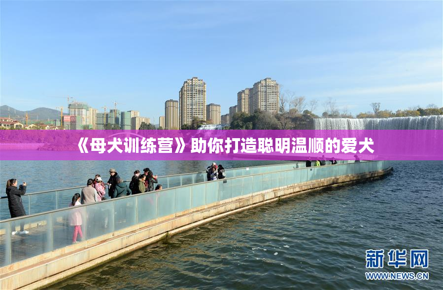 《母犬训练营》助你打造聪明温顺的爱犬