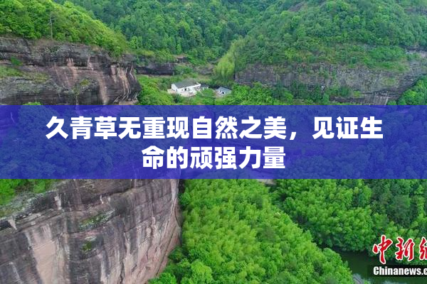 久青草无重现自然之美，见证生命的顽强力量
