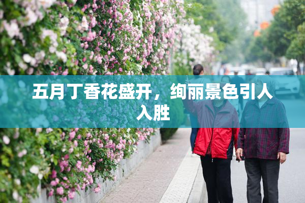 五月丁香花盛开，绚丽景色引人入胜
