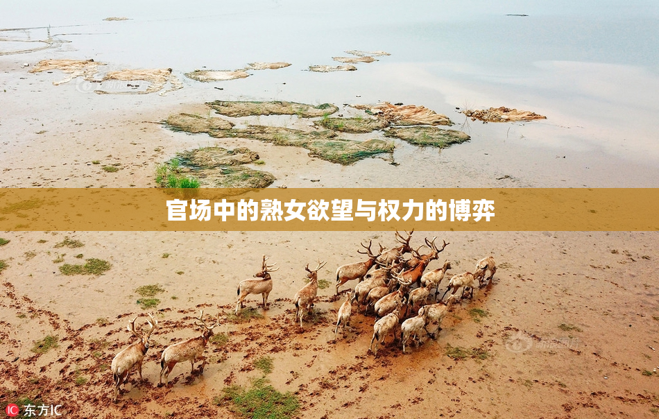官场中的熟女欲望与权力的博弈