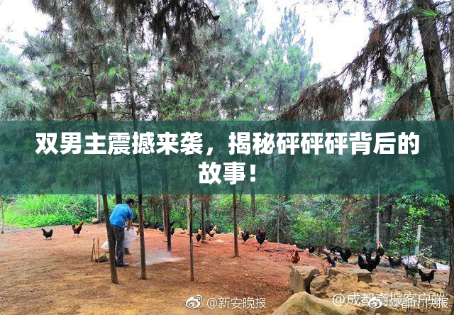 双男主震撼来袭，揭秘砰砰砰背后的故事！