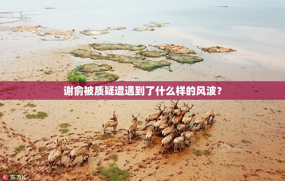 谢俞被质疑遭遇到了什么样的风波？
