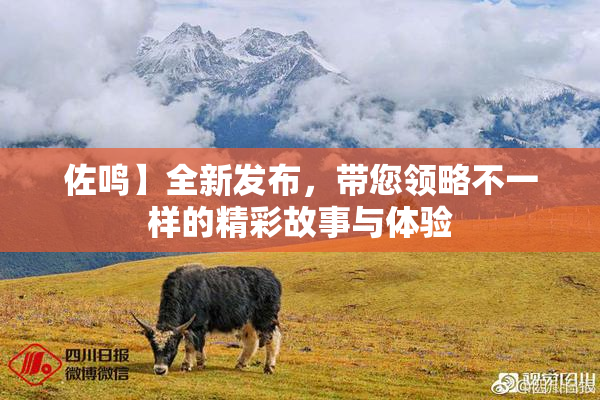 佐鸣】全新发布，带您领略不一样的精彩故事与体验