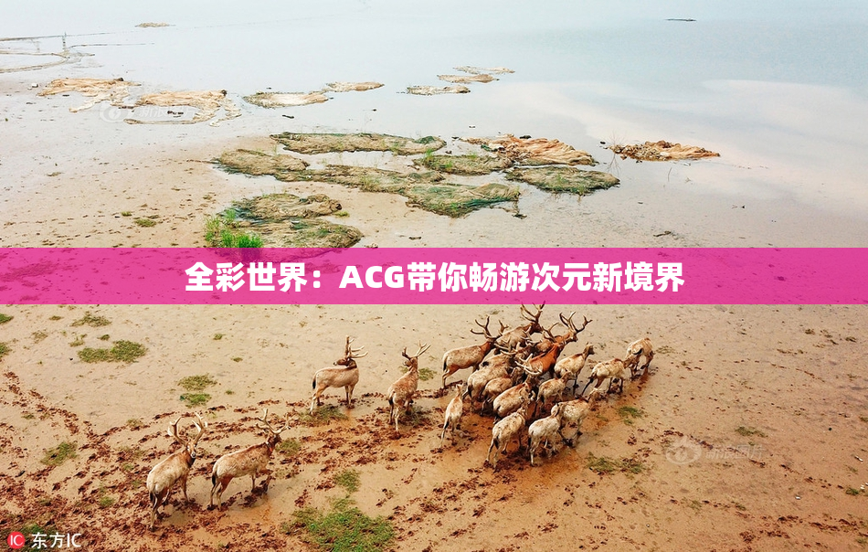 全彩世界：ACG带你畅游次元新境界
