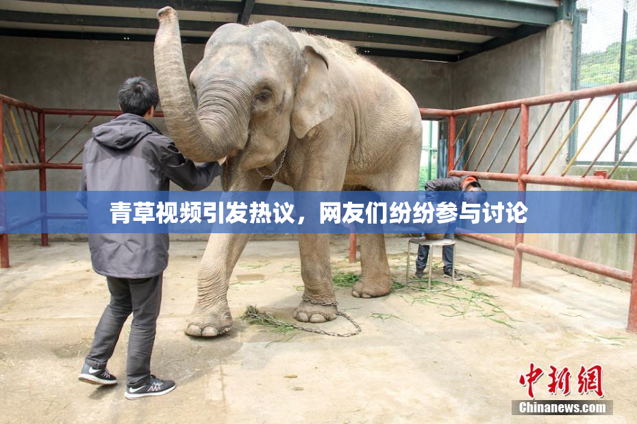 青草视频引发热议，网友们纷纷参与讨论