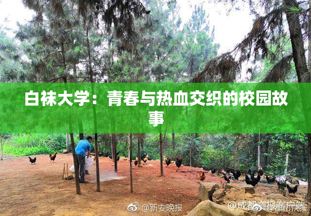 白袜大学：青春与热血交织的校园故事