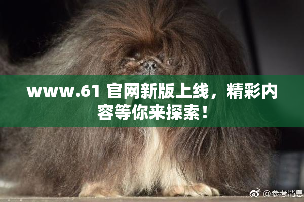 www.61 官网新版上线，精彩内容等你来探索！