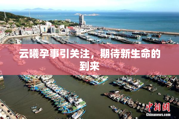 云曦孕事引关注，期待新生命的到来