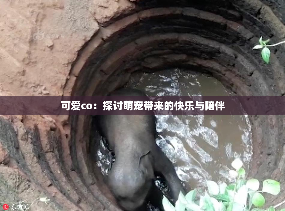 可爱co：探讨萌宠带来的快乐与陪伴